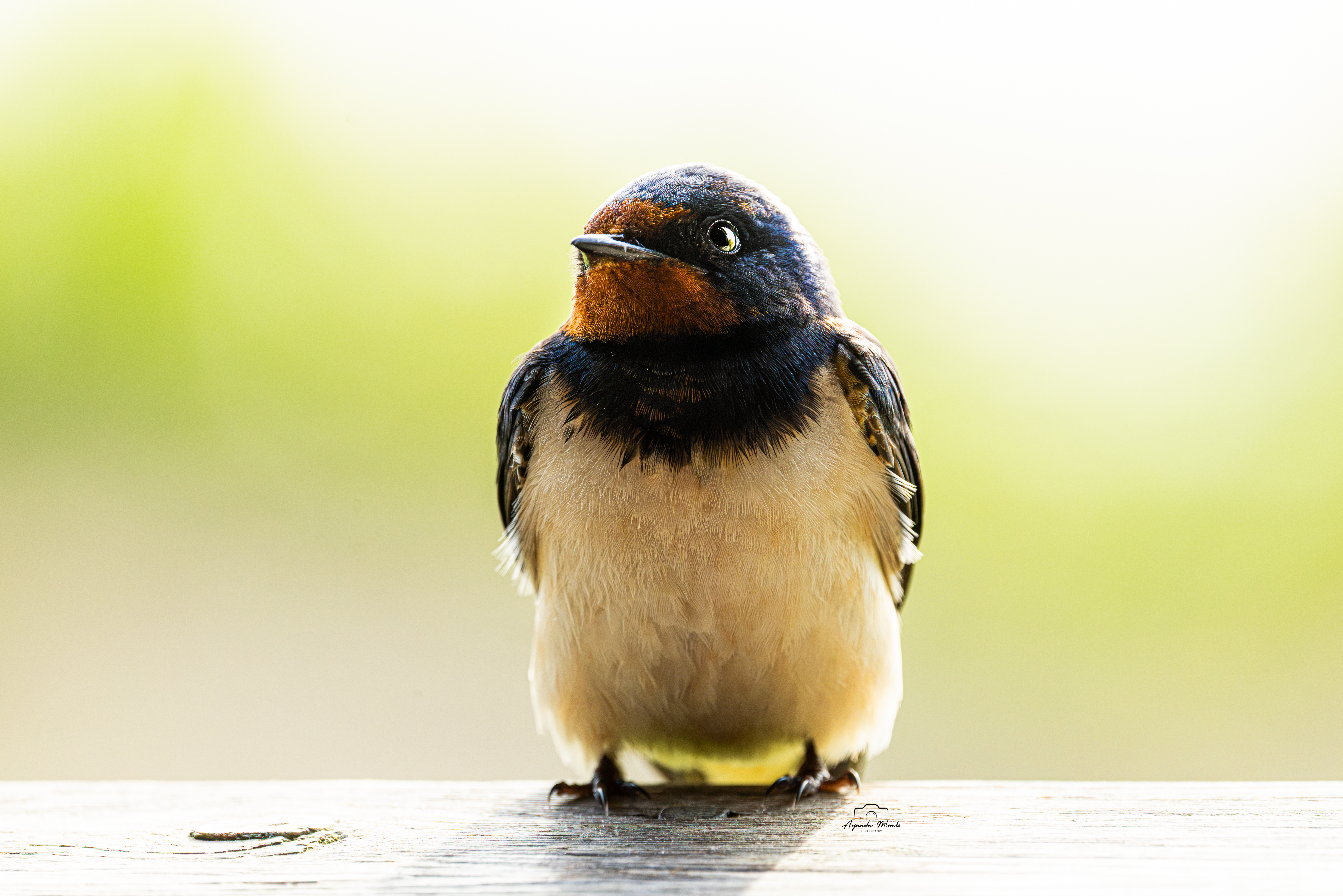 Barn Swallow